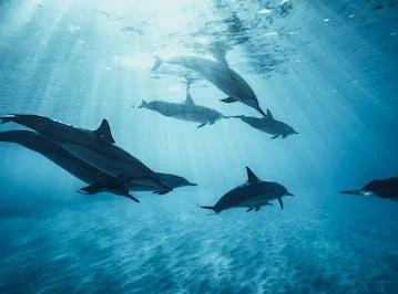Underwater Radiated Noise Management