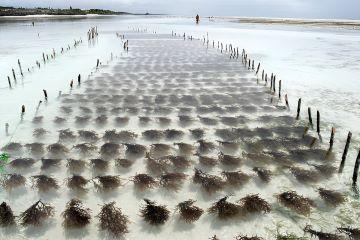 Area, Production And Yield Analysis For Shrimp And Seaweed Farming.