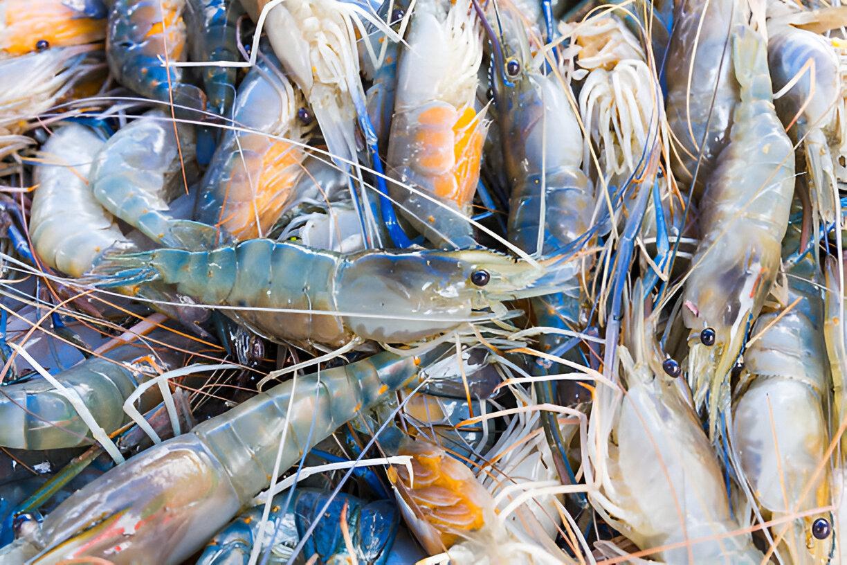 Mapping Snapping Shrimp Noise In The Indian Ocean Region.